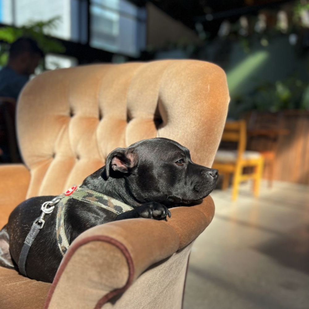Dog friendly cafes in Christchurch Sweet As Pup