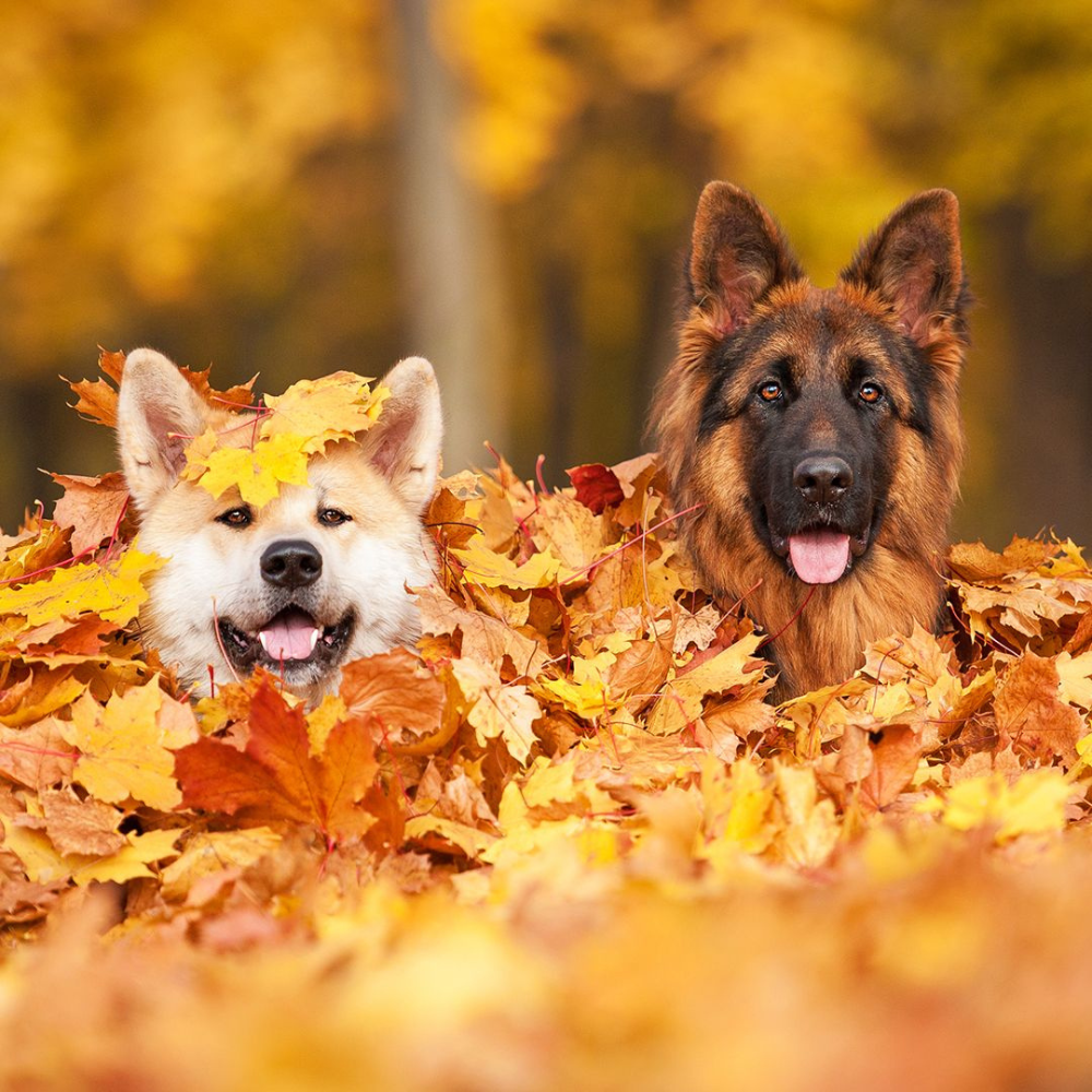 Autumn safety tips for dogs