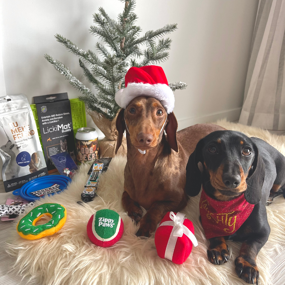 The best Christmas with your dog