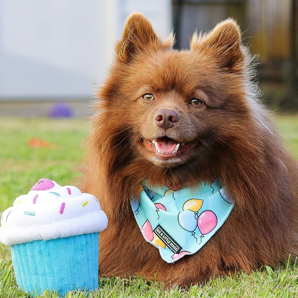 Sweet As Pup's birthday squad - celebrate your dog's birthday!