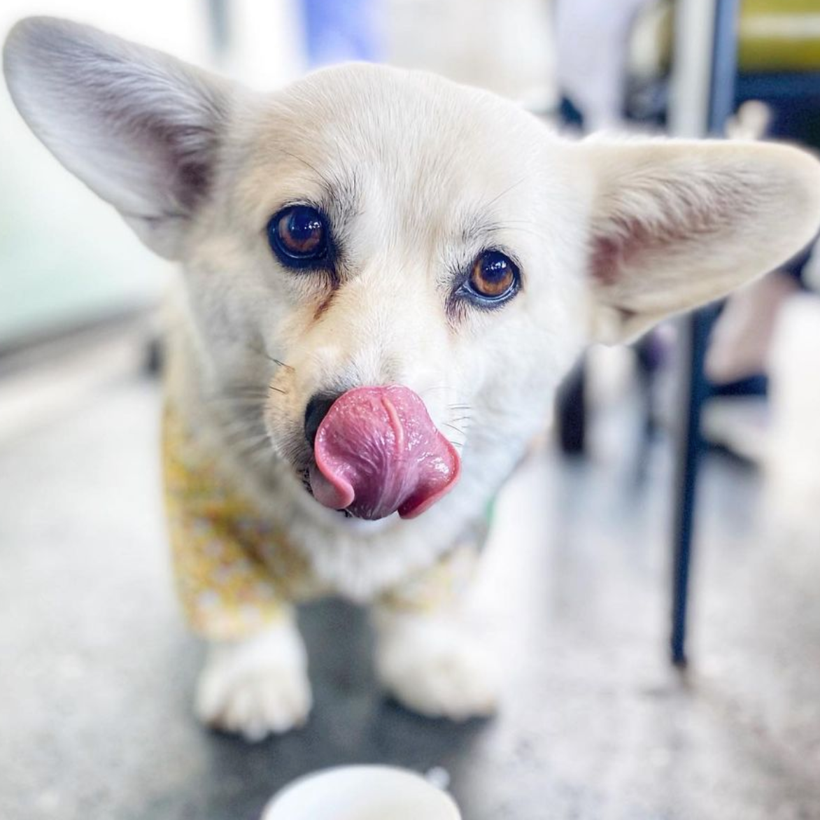 dog-friendly-cafes-in-auckland-sweet-as-pup