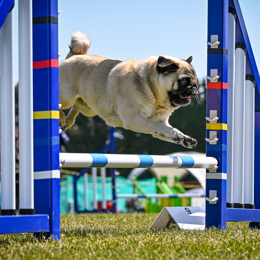 New Zealand Dog Agility Champs (NZDAC) - what we learnt