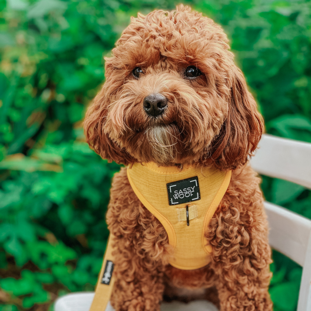 Sassy Woof adjustable dog harness - Sunflower fields