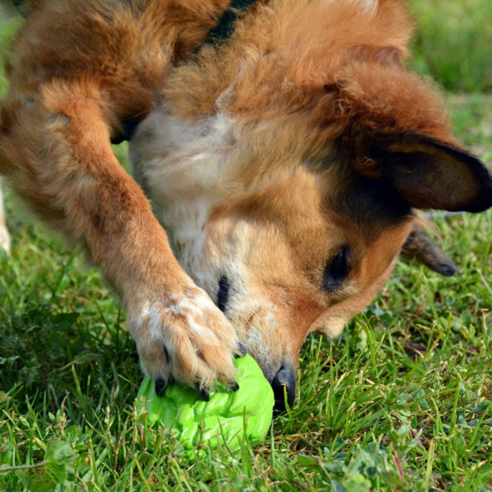 ARTICHOKE - Enrichment and Interactive Dog Toy