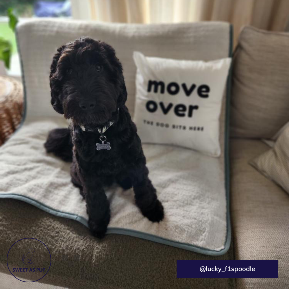 It's A Dog Vibe cushion - Move over, the dog sits here