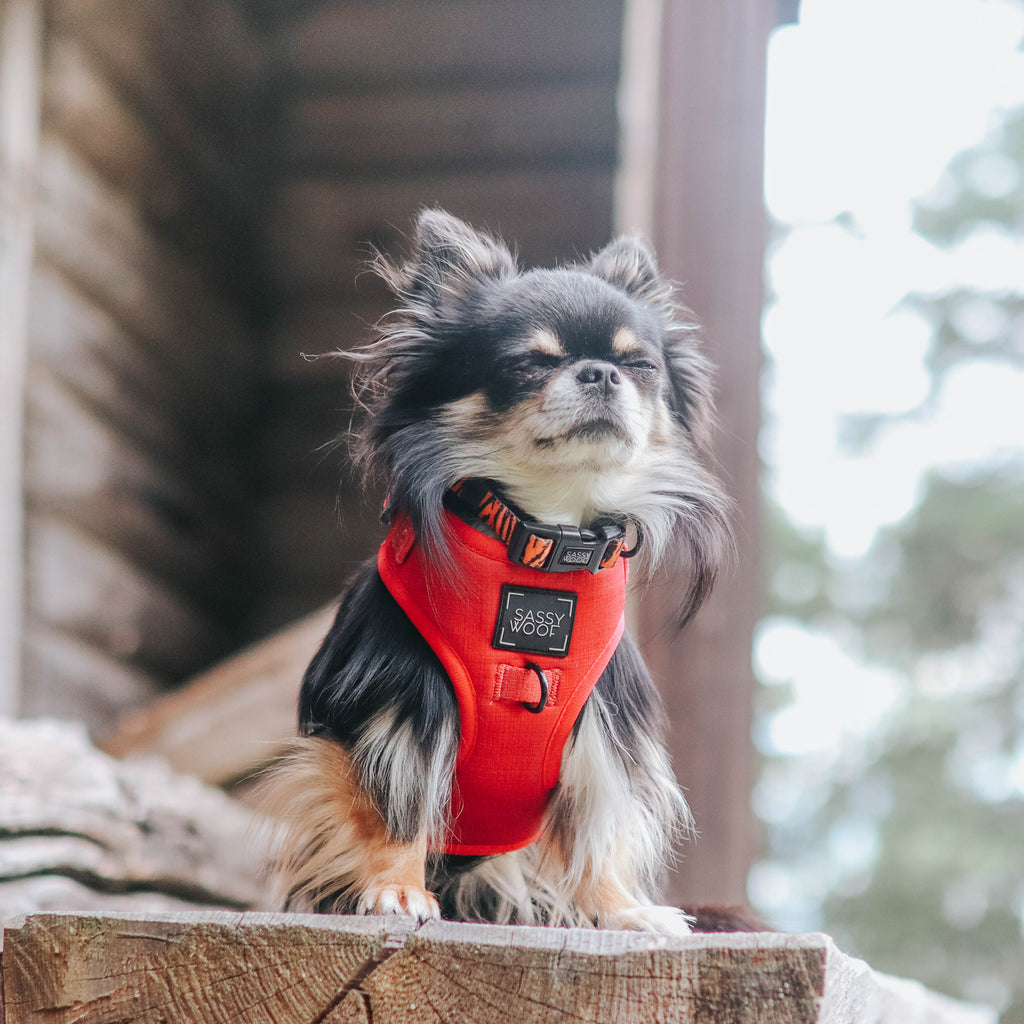 Sassy Woof adjustable dog harness - Merlot