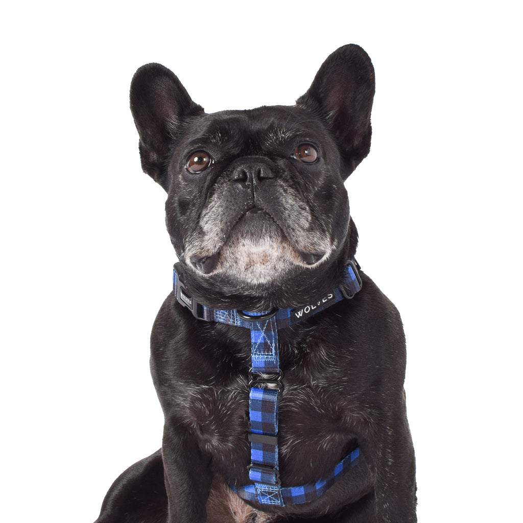 Wolves of Wellington all-purpose dog harness - luey