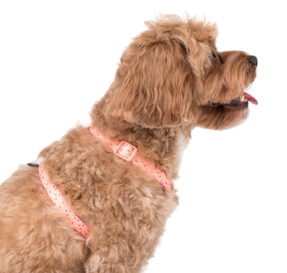 Pablo and Co Strap harness - Spicy margarita