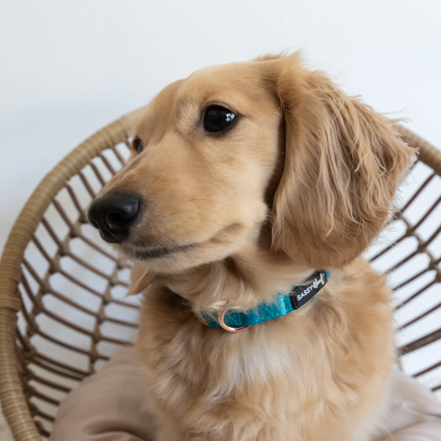 Sassy Woof dog collar - Napa - dachshund