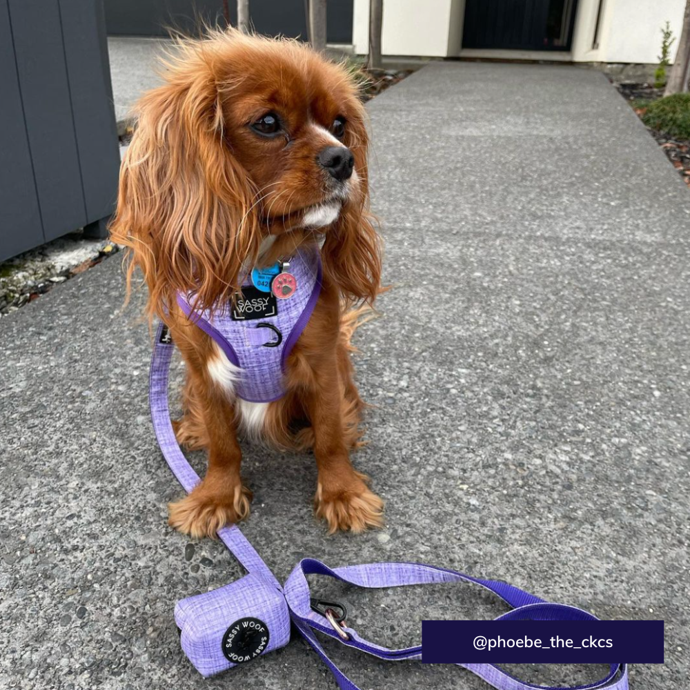 Sassy Woof adjustable dog harness - Aurora
