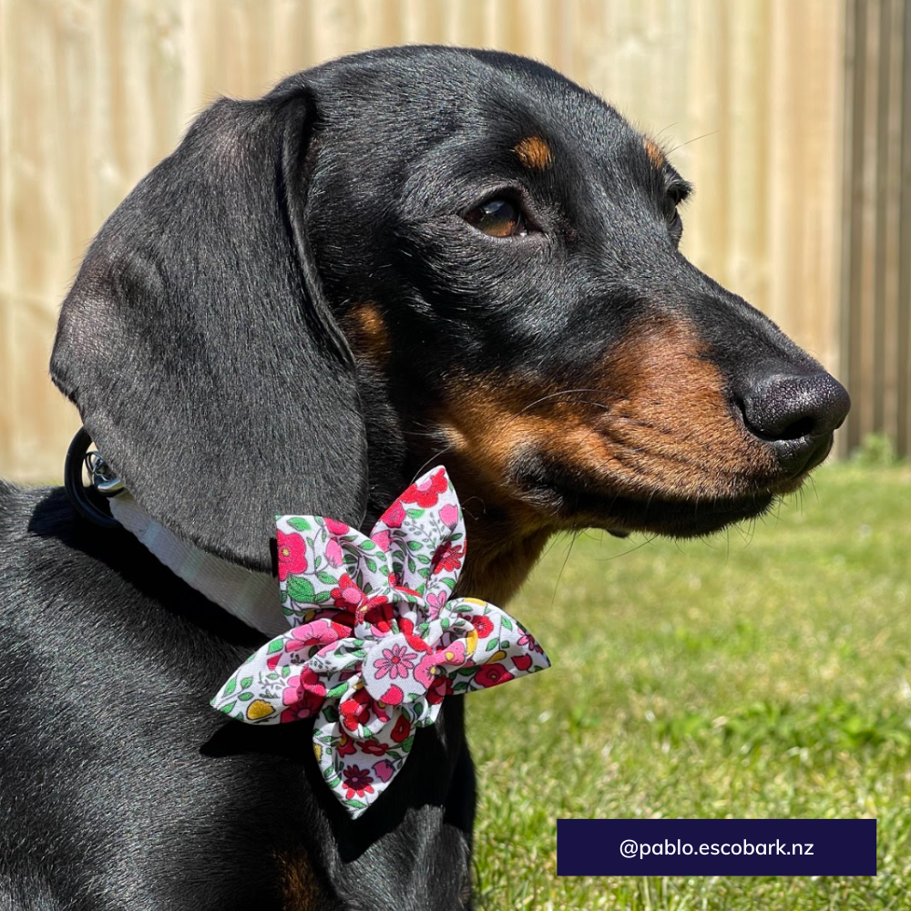 The Worthy Dog dog collar flower - Spring garden