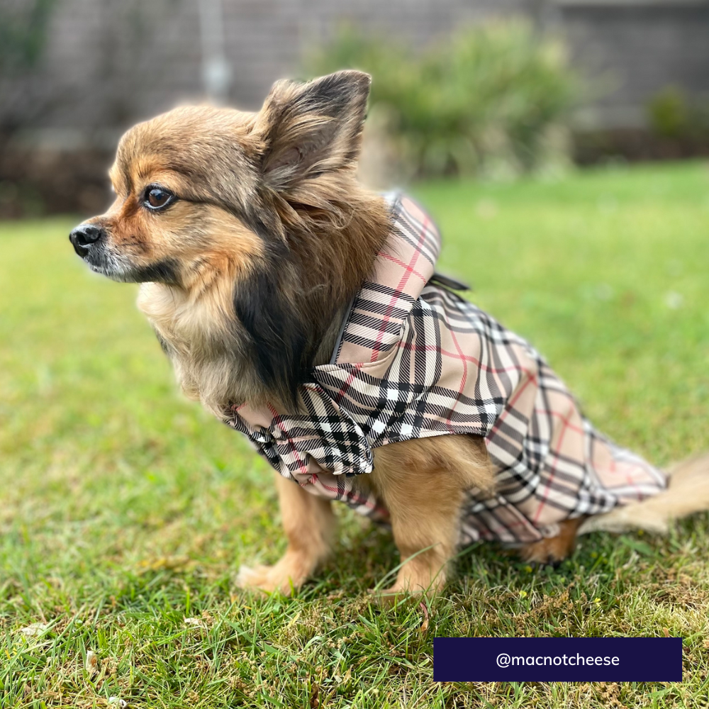 Burberry hot sale dog raincoat