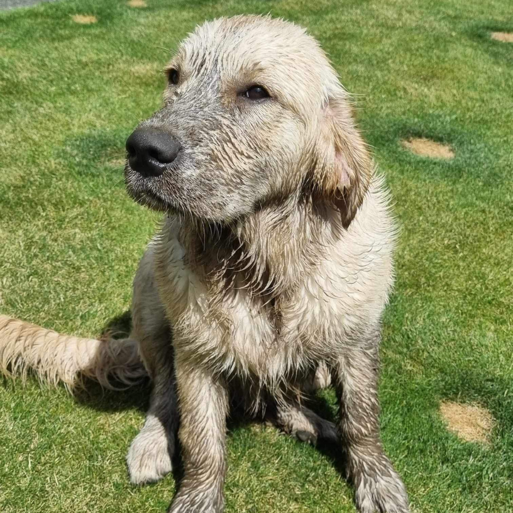 Muddy dogs in winter