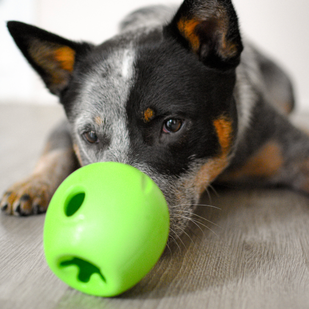 Winter enrichment ideas to keep your dog happy indoors