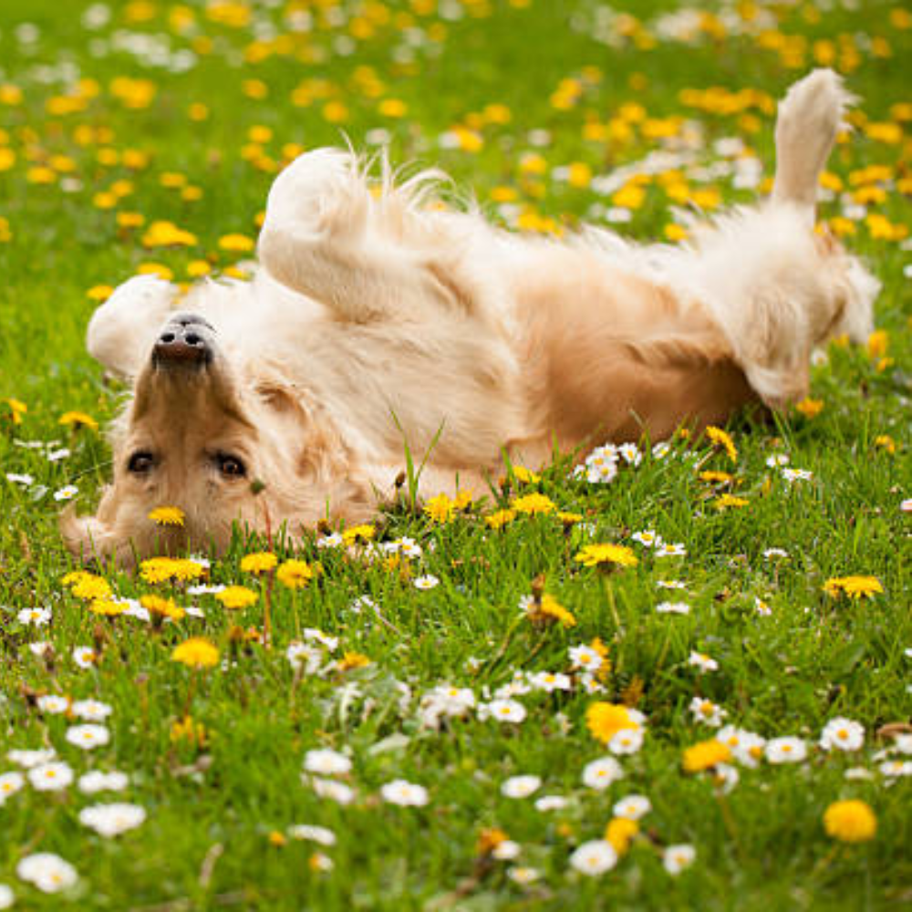 Keep your dog itch free this spring