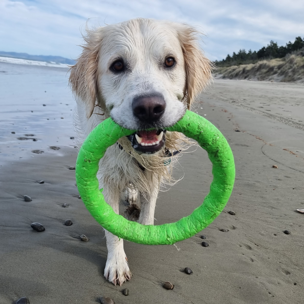 Beach days with your dog