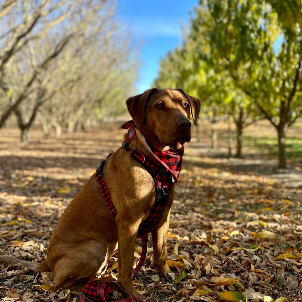 Autumn dog photos