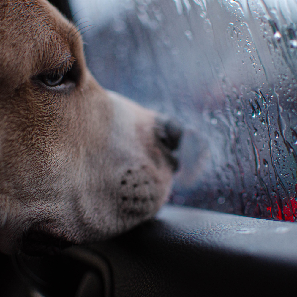 5 indoor games your dog will love on rainy days