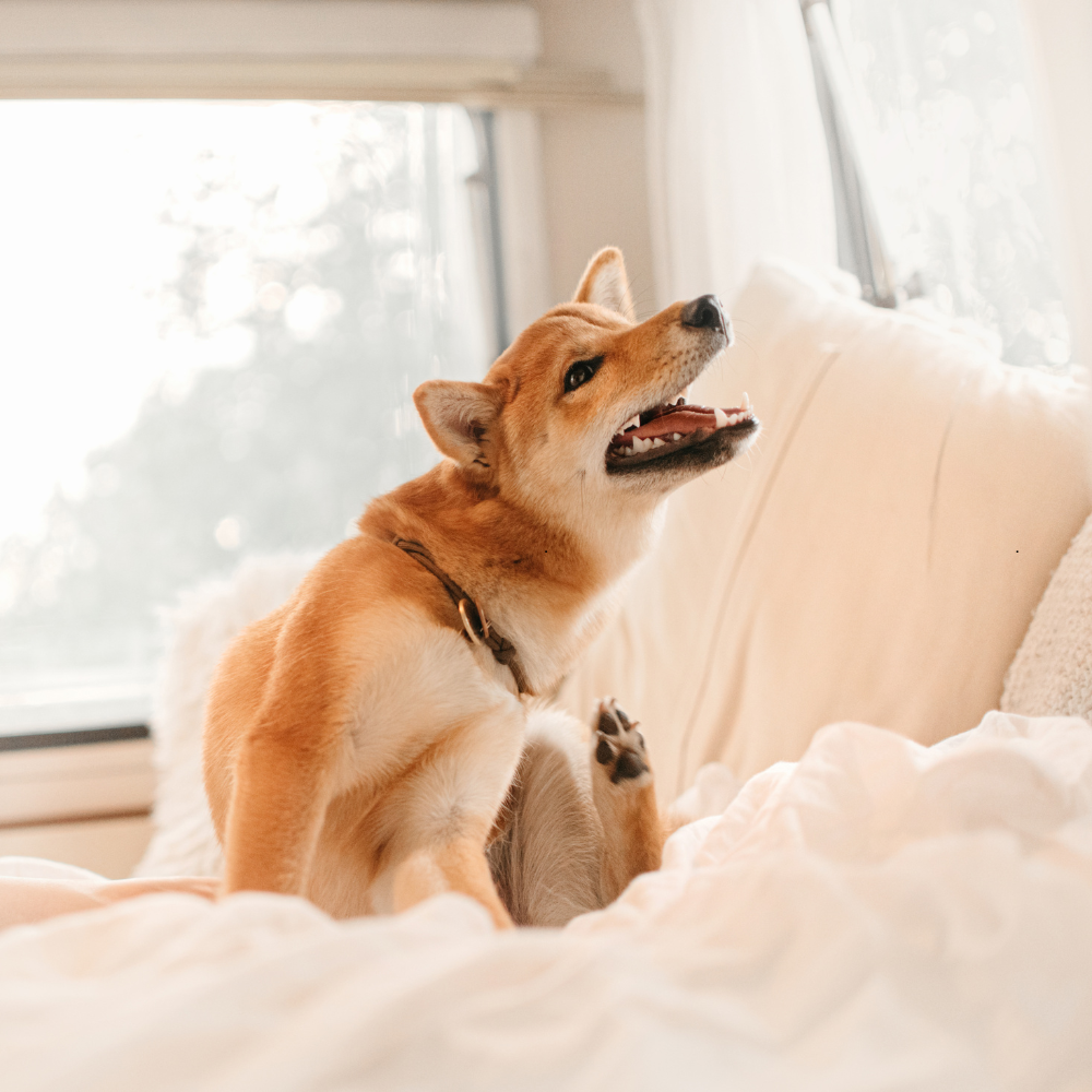 Winter skincare for dogs