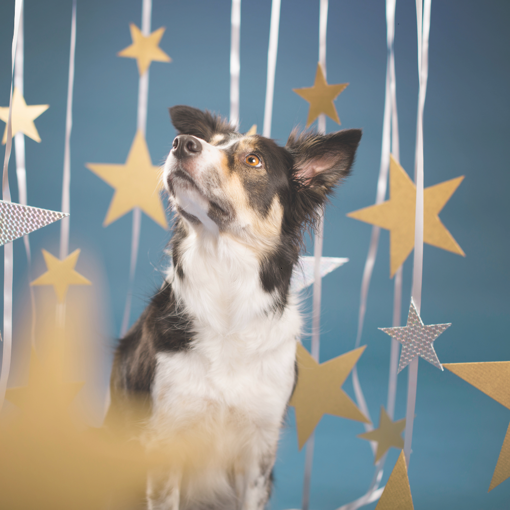 A Matariki reflection for Kiwi dog lovers