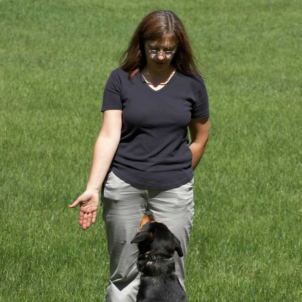 Can Dogs Learn Sign Language? (Spoiler: Yes!)