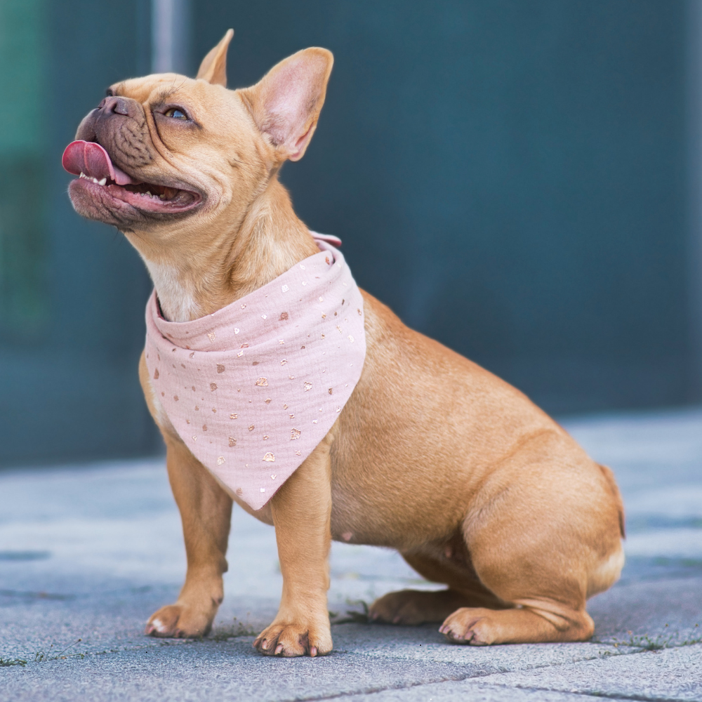 Ways to spread kindness in the dog community
