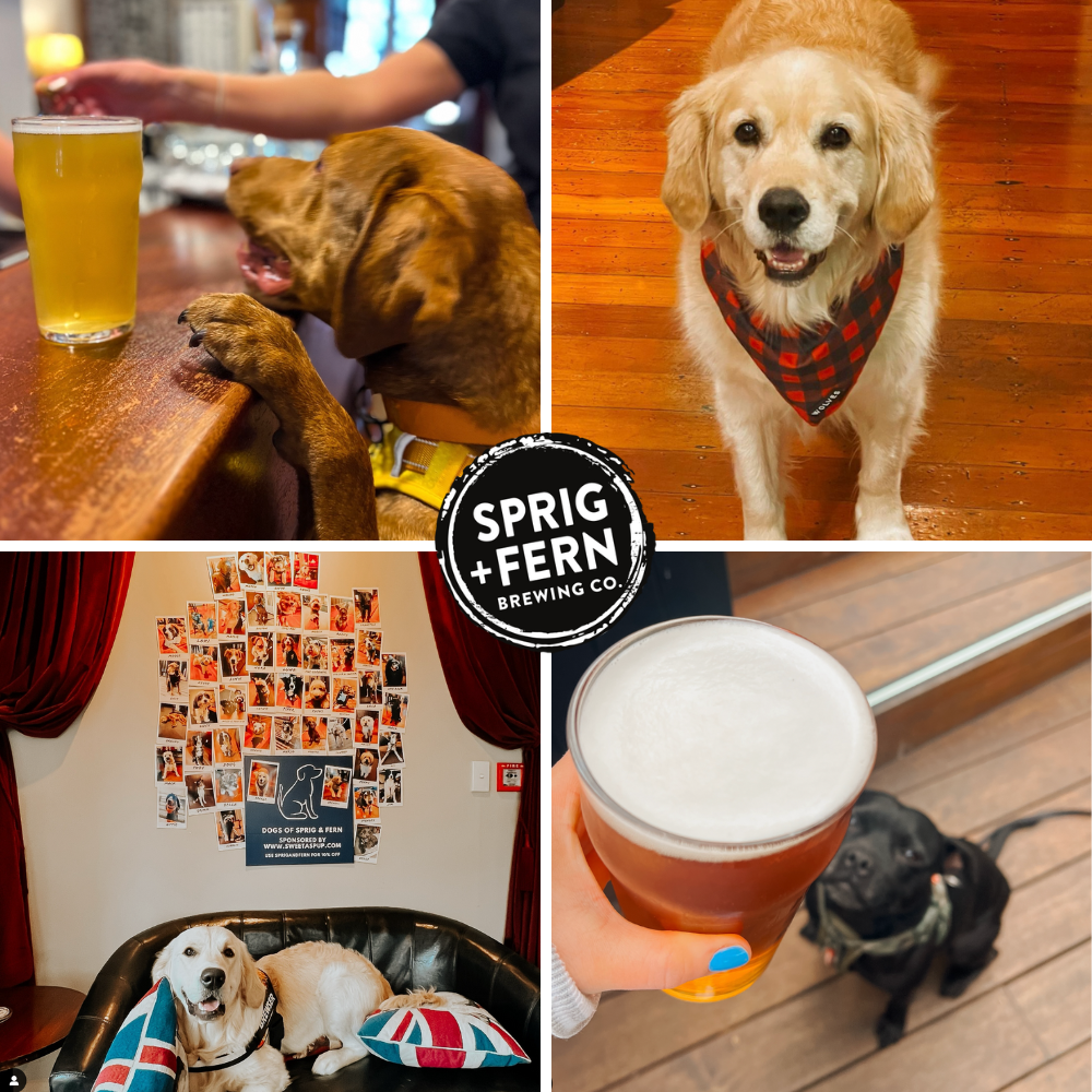 Dog friendly venue - Sprig and Fern Merivale