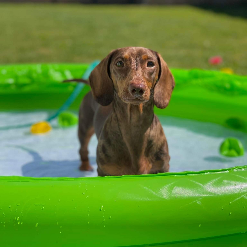 Keeping your dog safe in summer