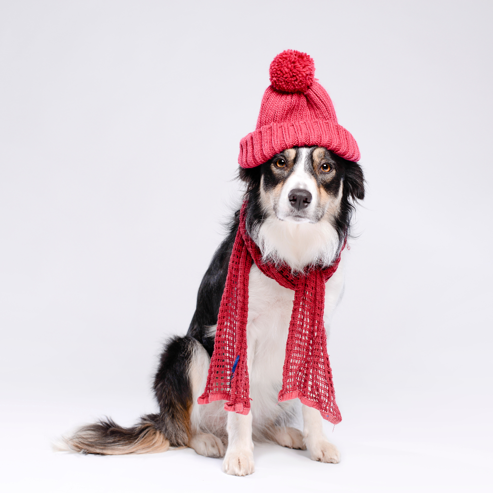 Winter dogs NZ