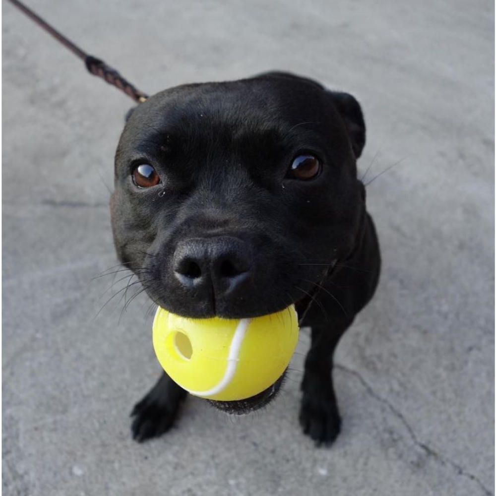 Planet Dog orbee-tuff tennis dog ball