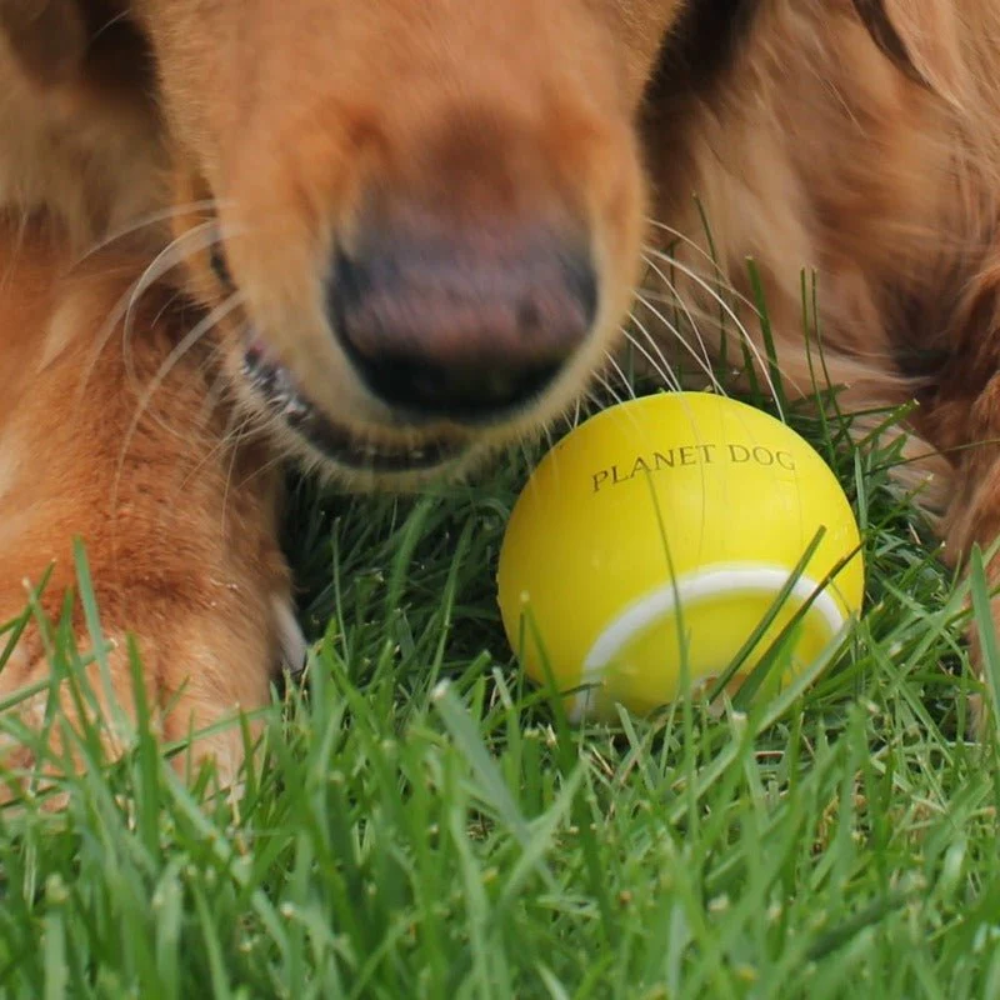 Planet Dog orbee-tuff tennis dog ball