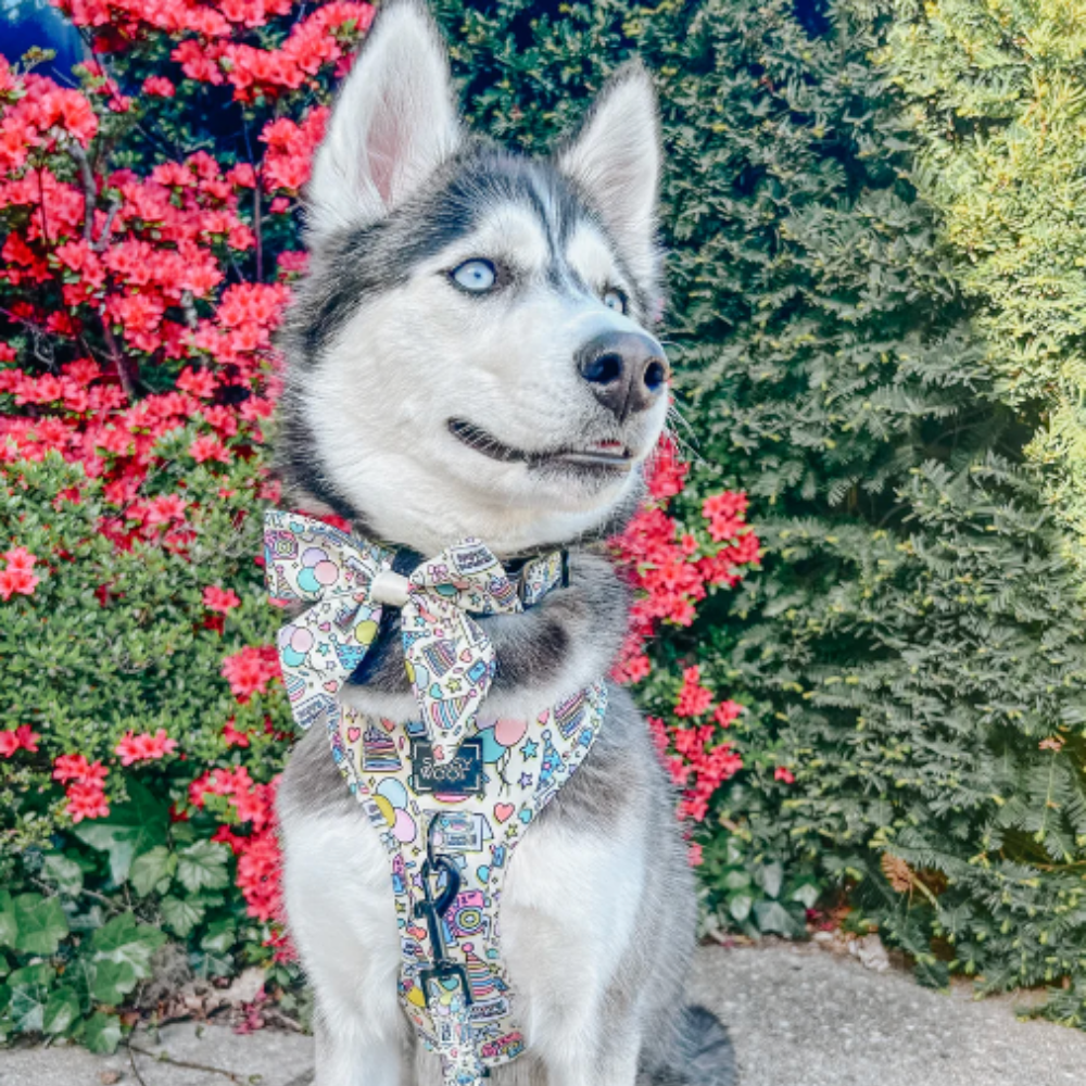 Sassy Woof dog sailor bow tie - Raise the woof