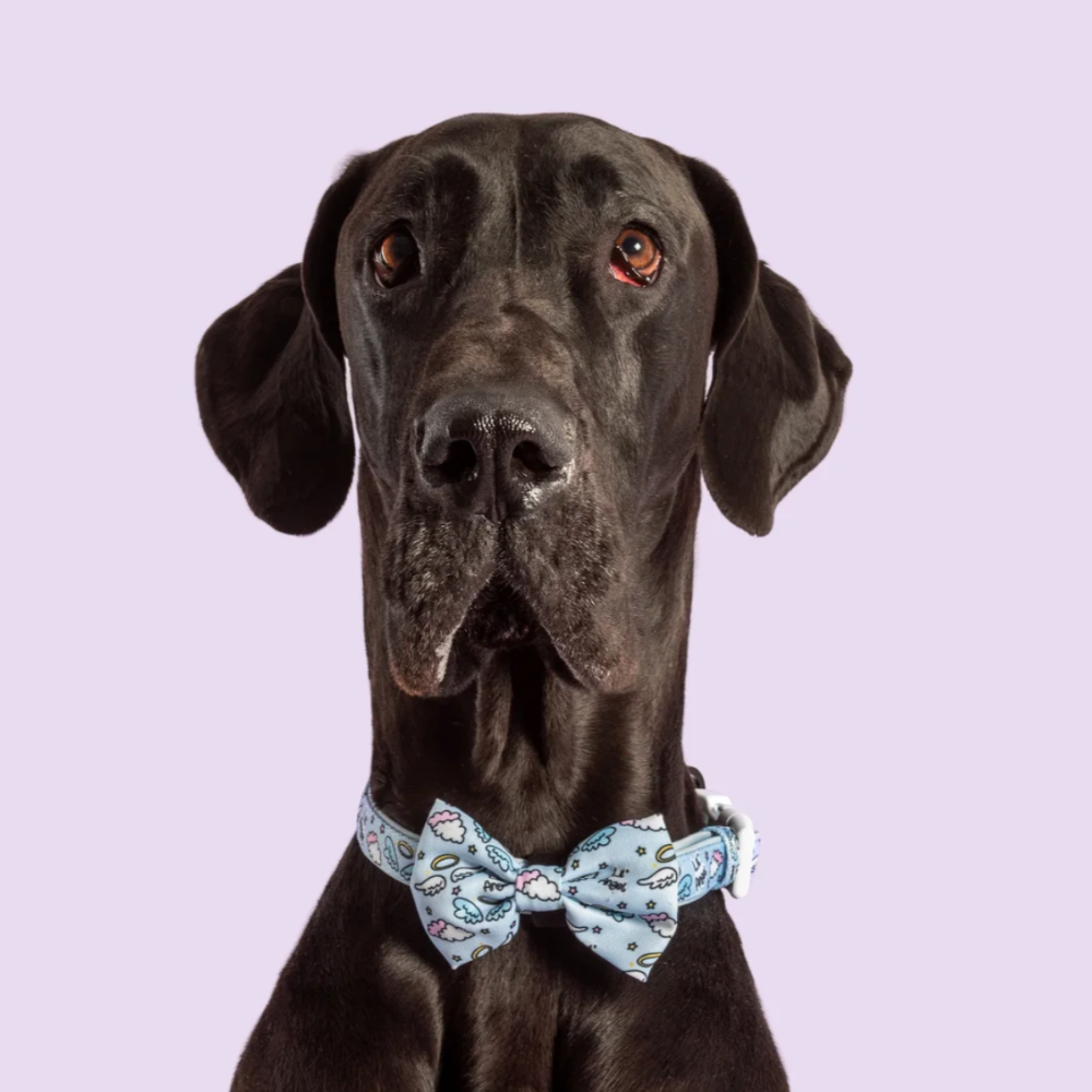 Big and Little Dogs dog bow tie - lil angel