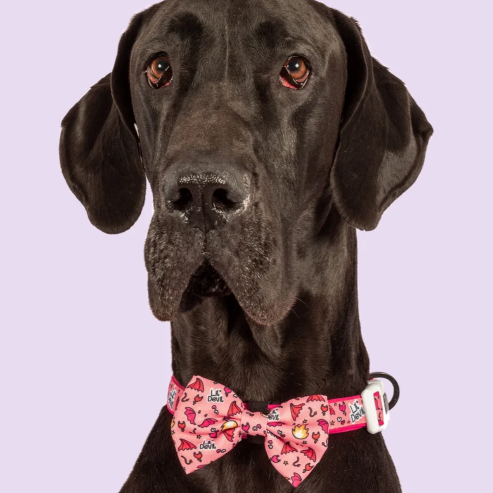 Big and Little Dogs dog bow tie - lil devil