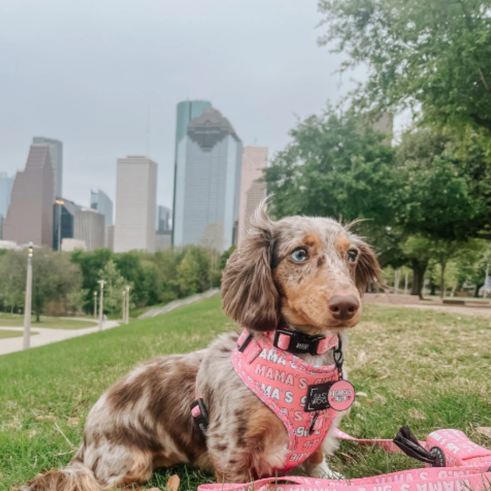 Sassy Woof dog collar - Mama's girl