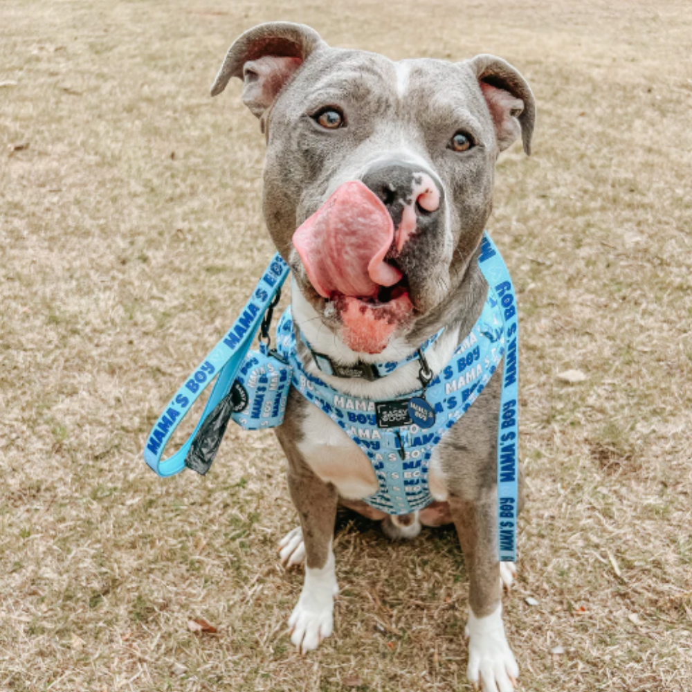 Sassy Woof dog collar - Mama's boy