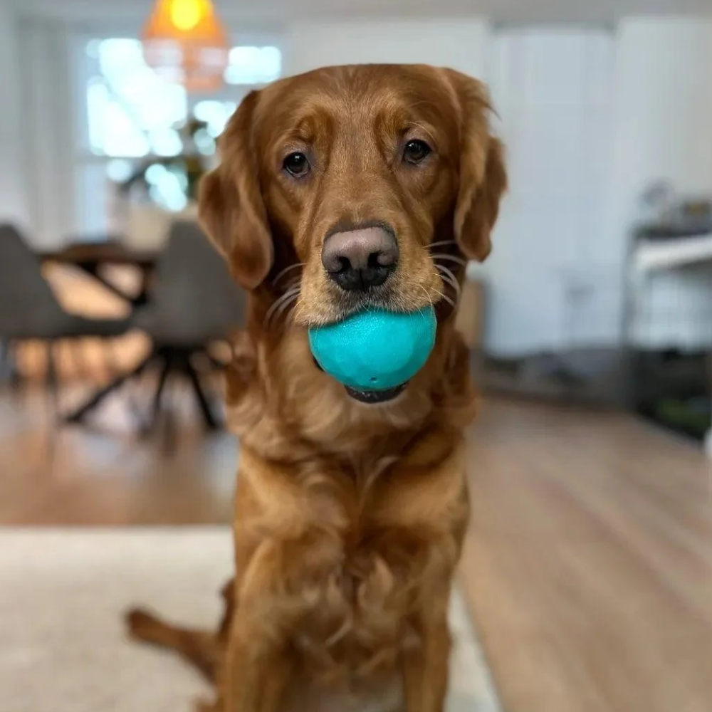 Zippy Paws ZippyTuff waggle dog ball