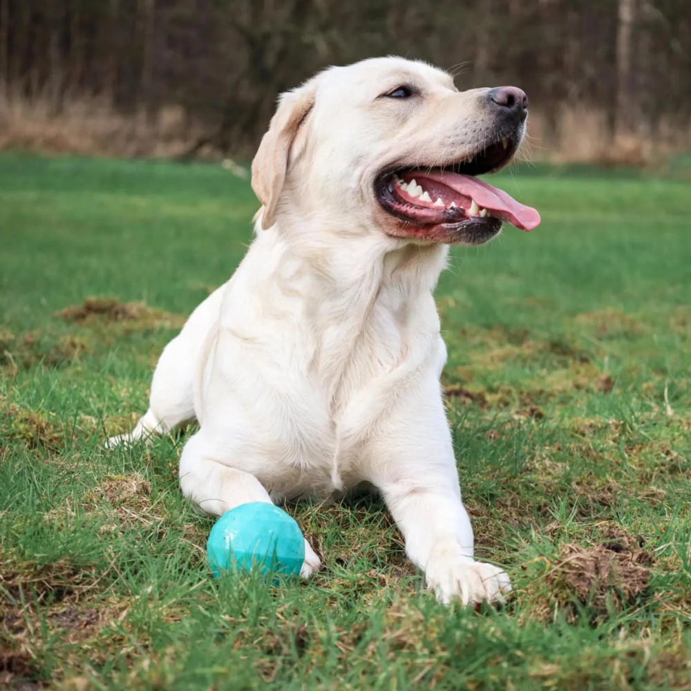 Zippy Paws ZippyTuff waggle dog ball