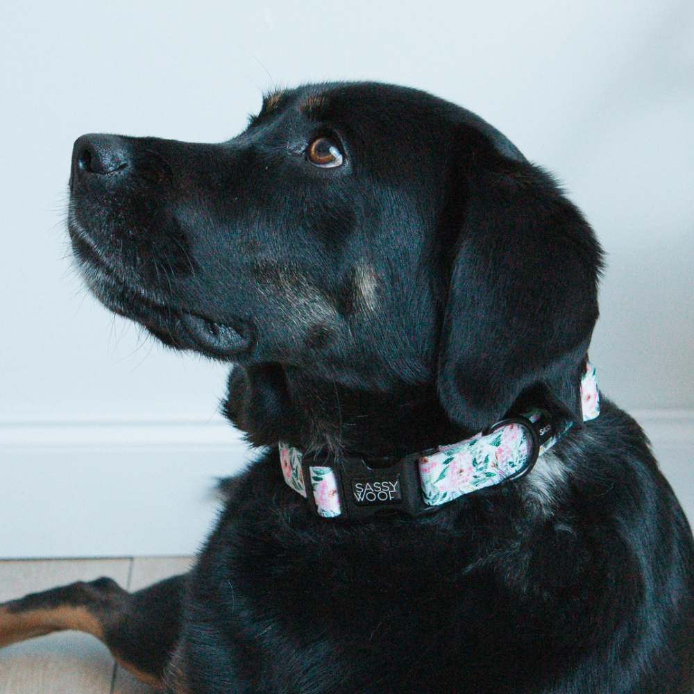 Sassy Woof dog collar - Magnolia