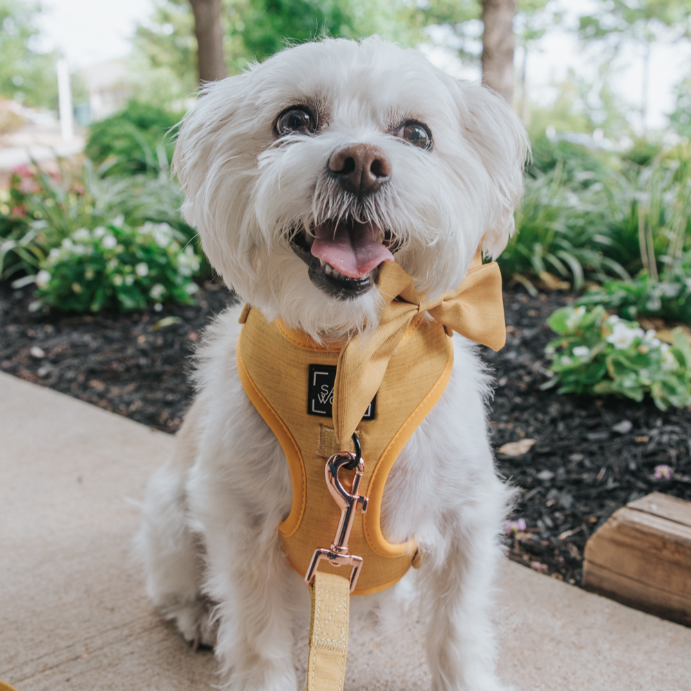 Sassy Woof adjustable dog harness - Sunflower fields