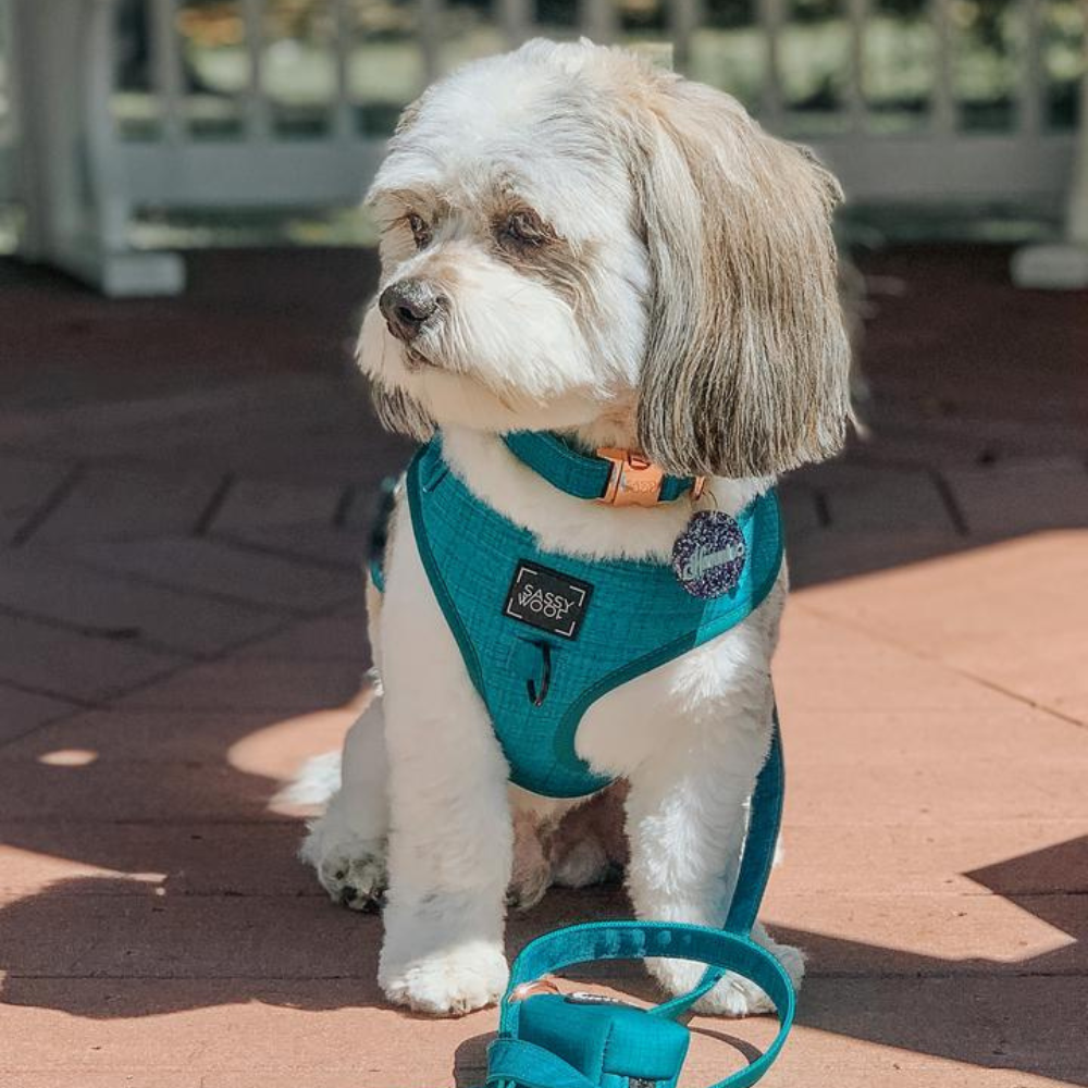 Sassy Woof adjustable dog harness | Napa