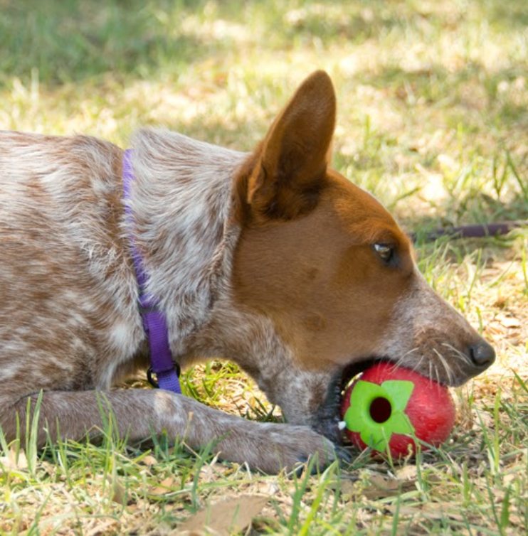 Planet Dog orbee-tuff strawberry