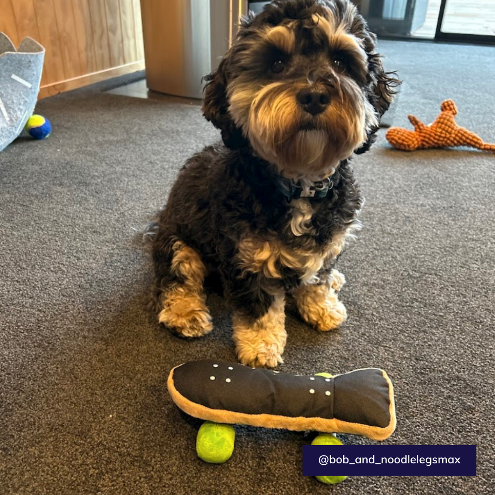 Skateboard dog toy