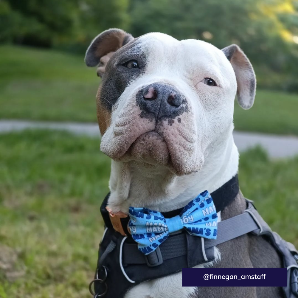 Sassy Woof dog bowtie - Mama's boy