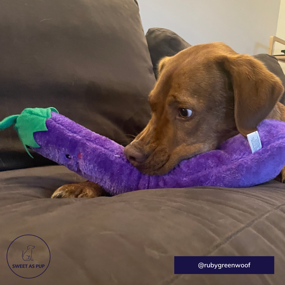 ZippyPaws Jiggelrz Eggplant dog Toy