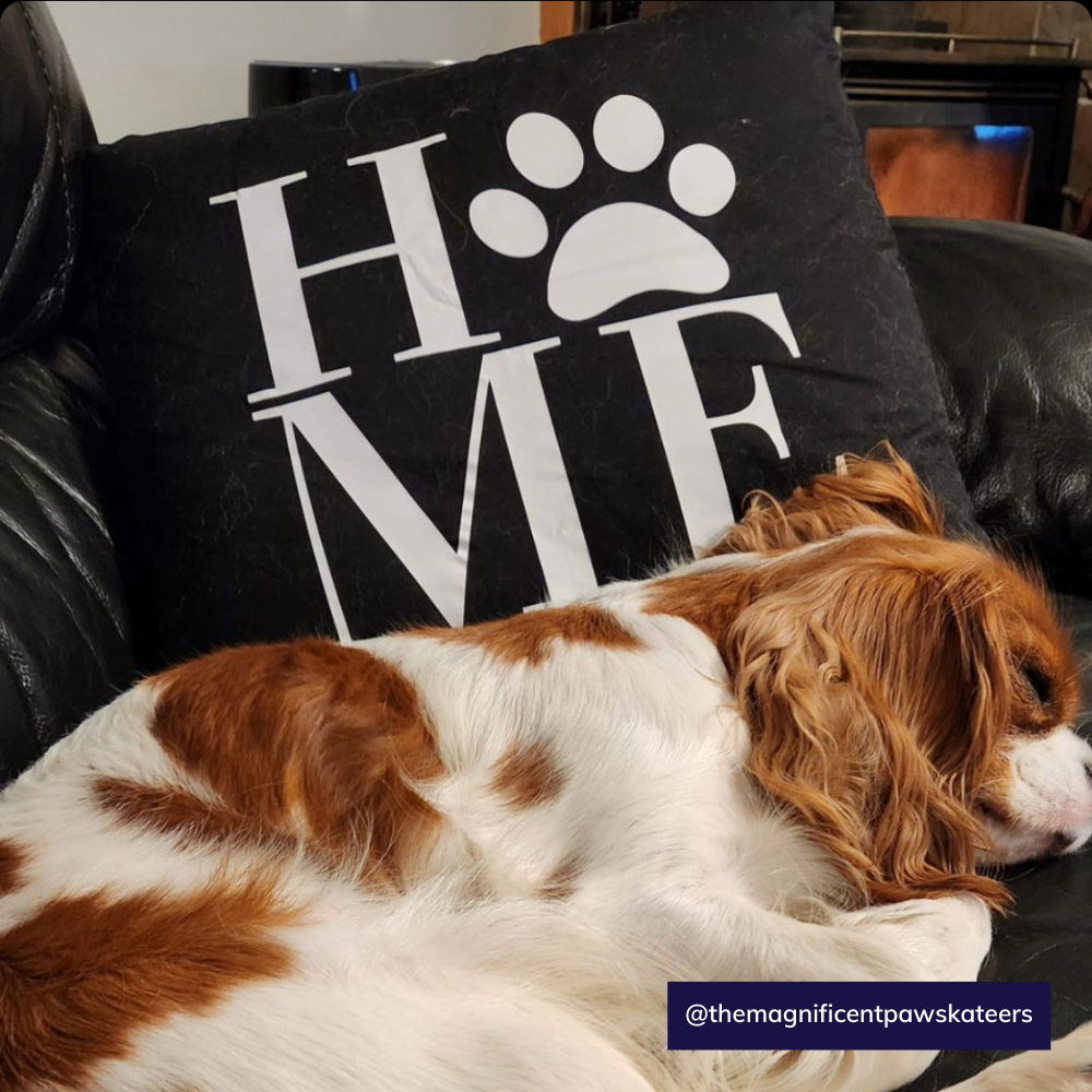 It's A Dog Vibe cushion - Home