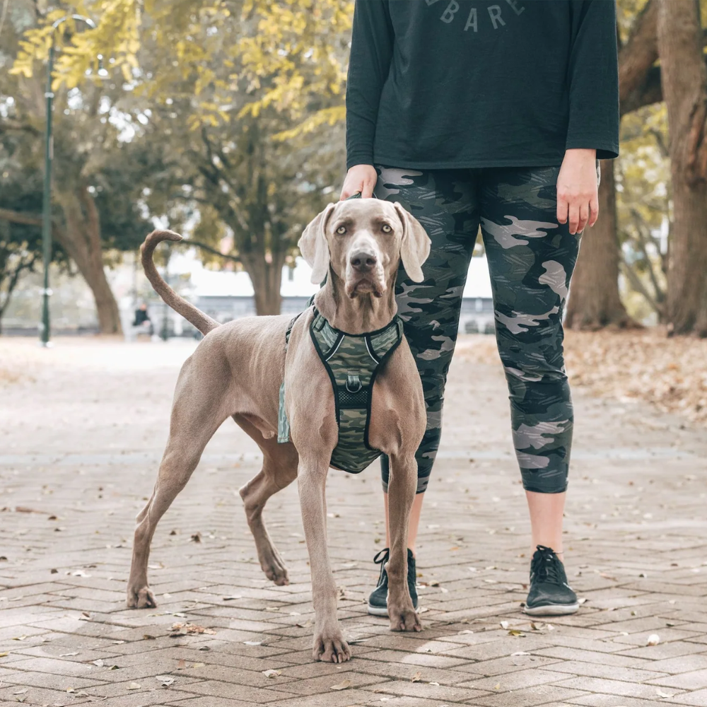 Big & Little Dogs all-rounder harness - Camouflaged