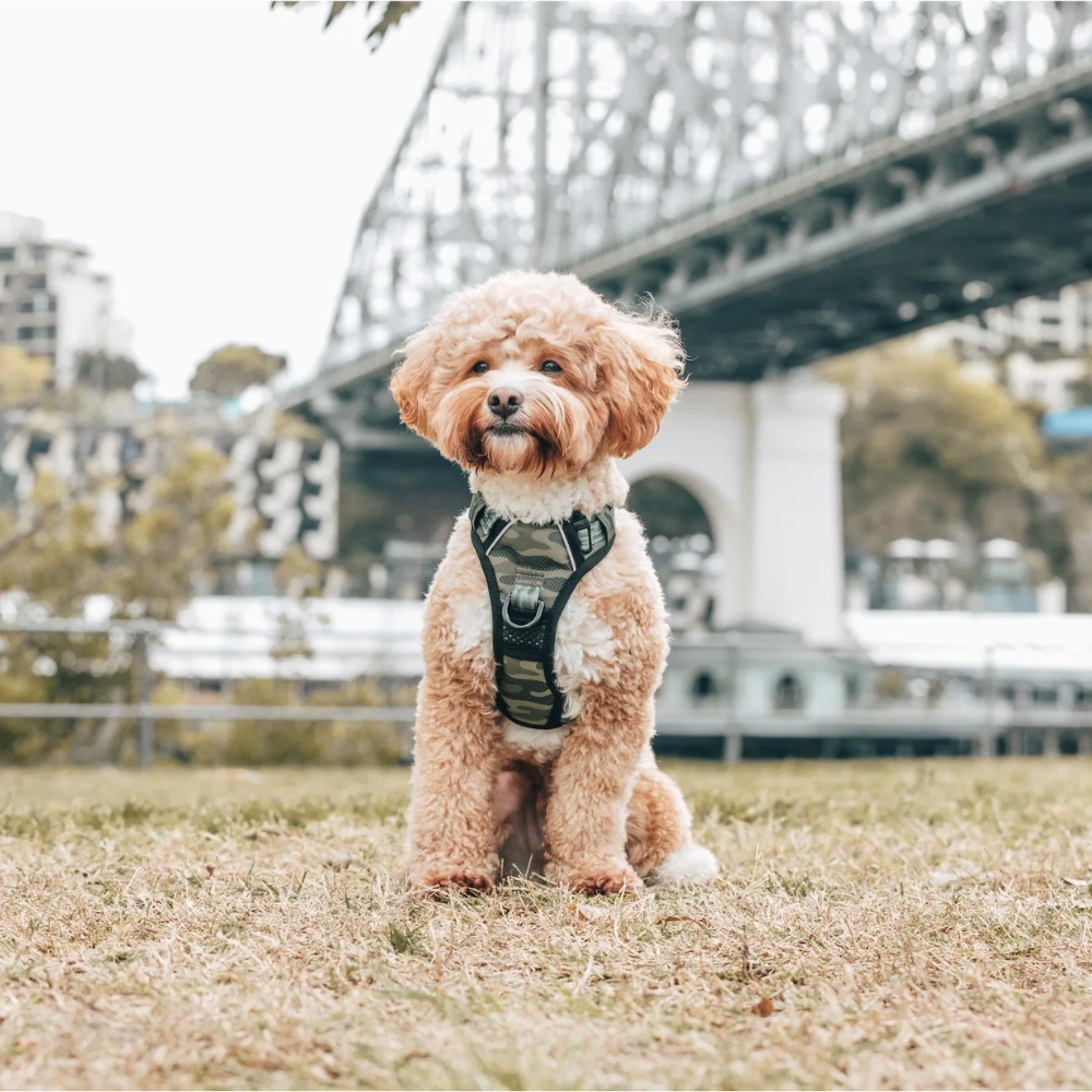 Big & Little Dogs all-rounder harness - Camouflaged