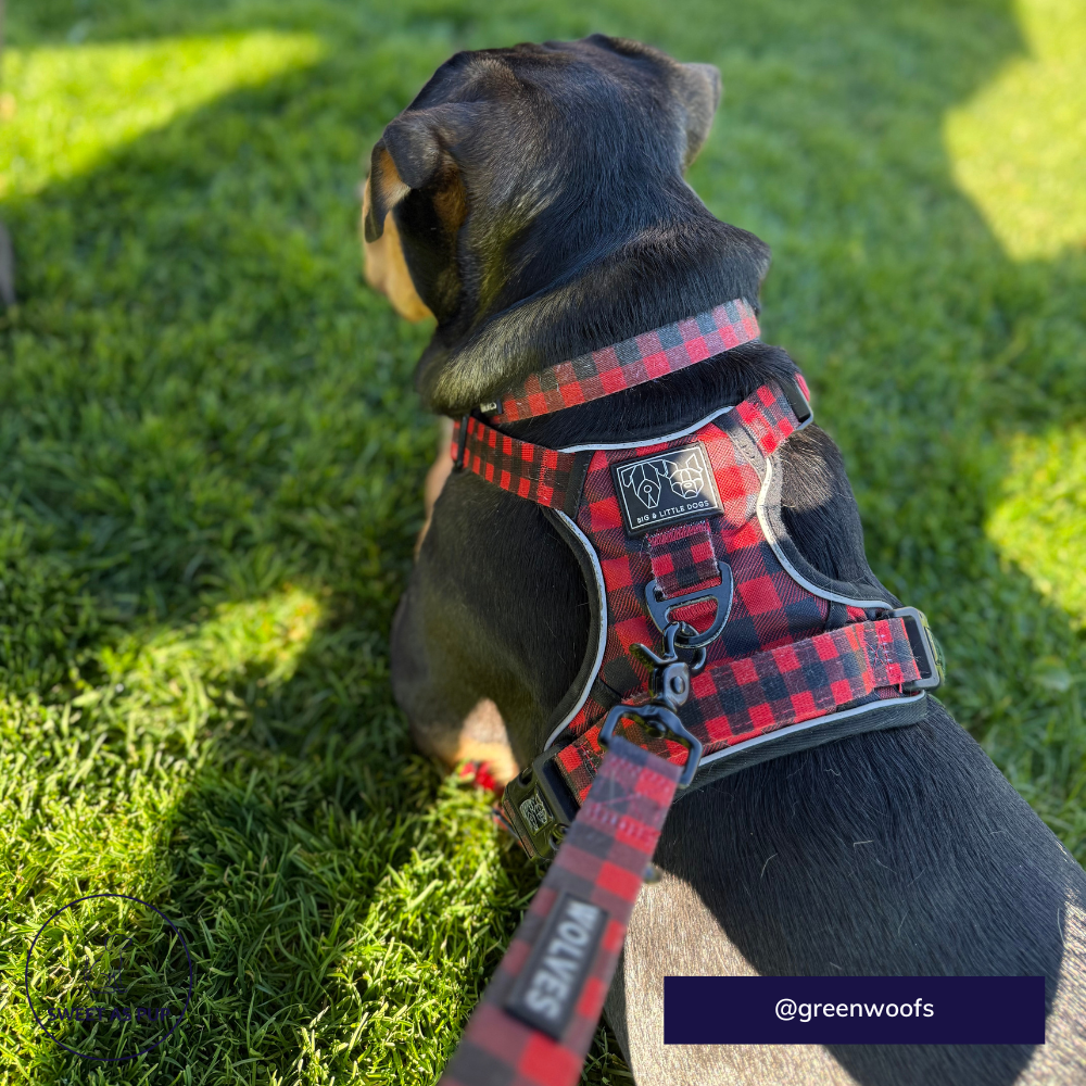 Big & Little Dogs all-rounder harness - Plaid to the bone