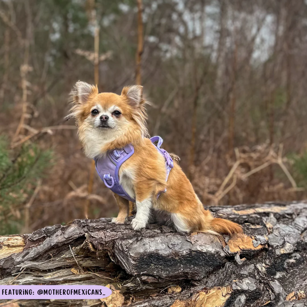 Big & Little Dogs all-rounder harness | Purple